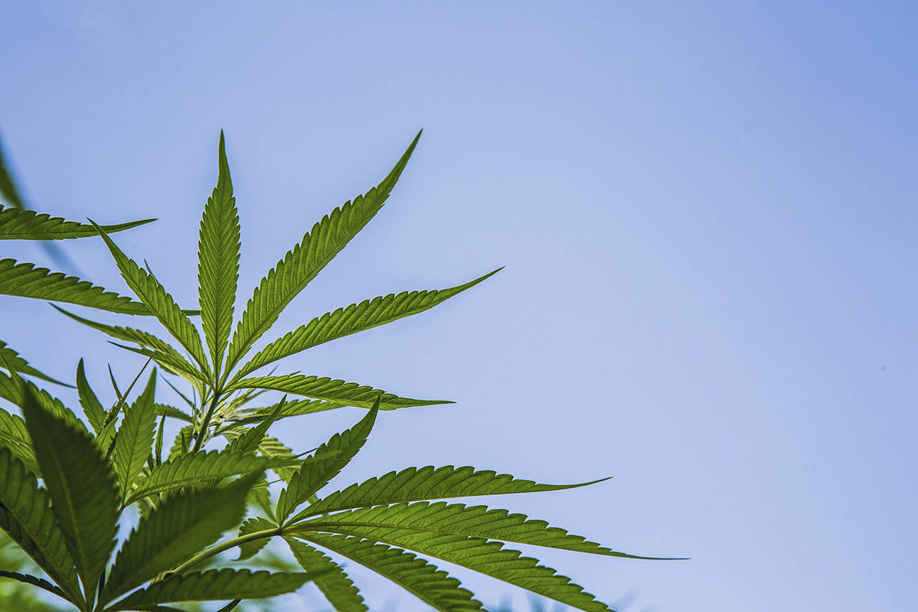 County considers marijuana grow options