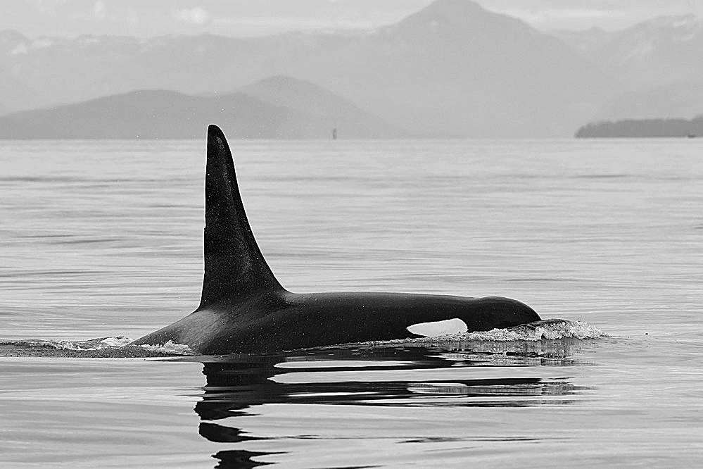 L41, a prominent Southern resident killer whale, missing