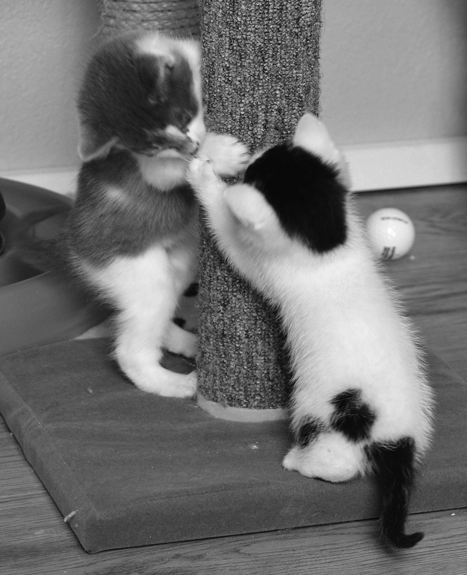 Contributed photo                                Two kittens play on a cat tree at Lopez Animal Protection Society.