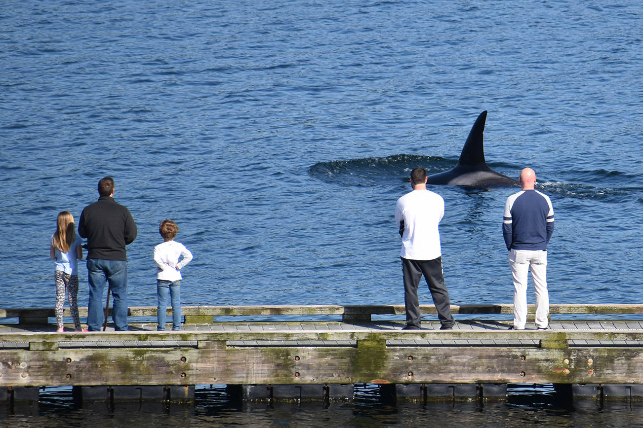 Transient orca T46B2, 4-7-20, Holmes Harbor (Howard Garrett, Orca Network)