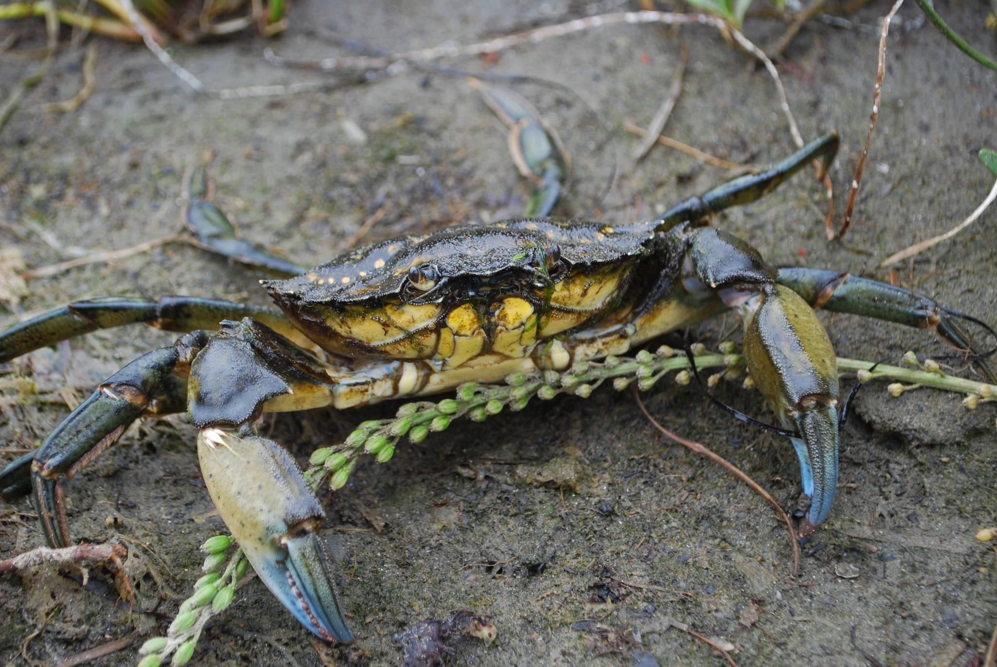 SeaDoc Society awards Salish Sea Science Prize to crab team For early detection and prevention of invasive European Green Crab