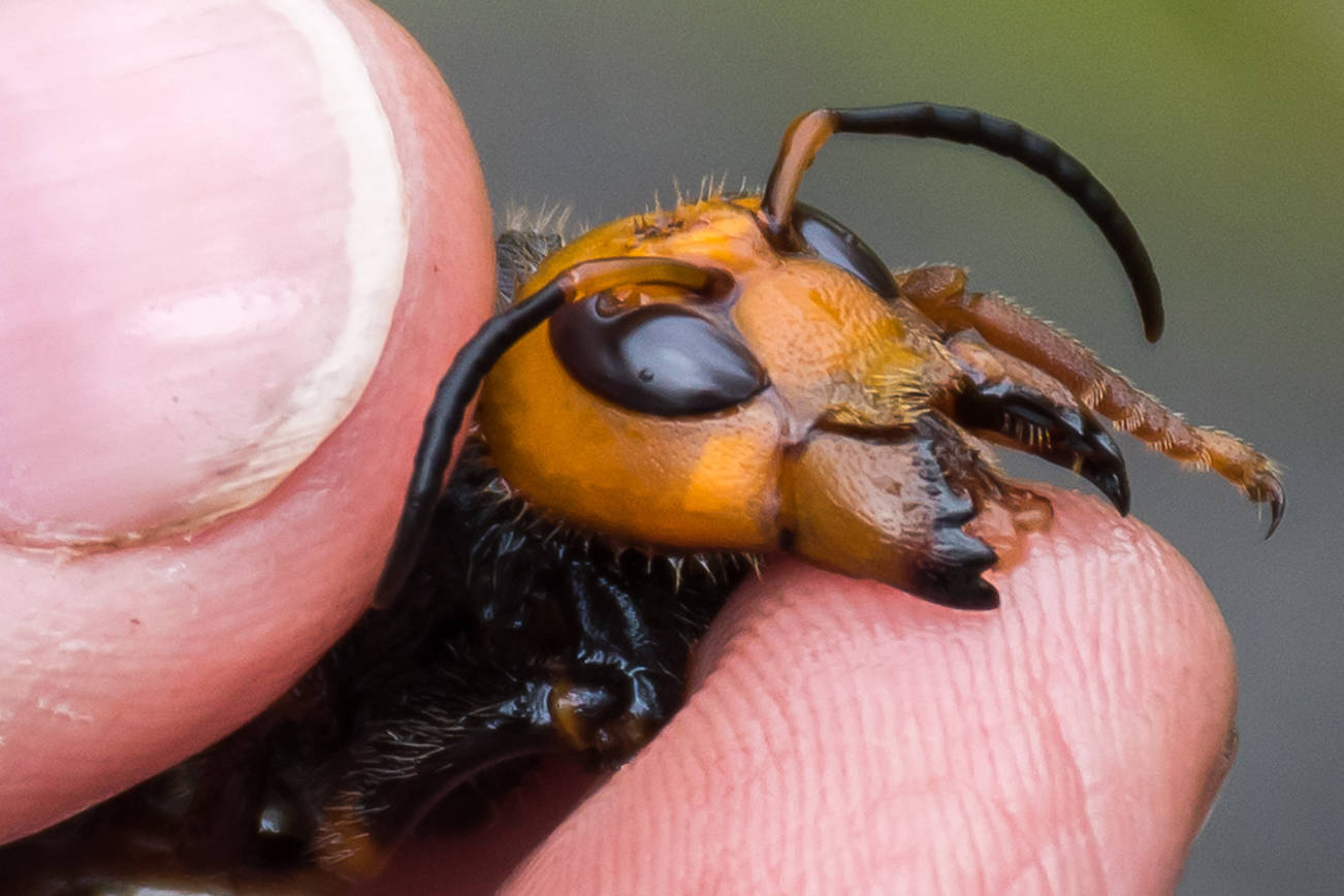 Please stop killing bumble bees: They’re not ‘murder hornets’