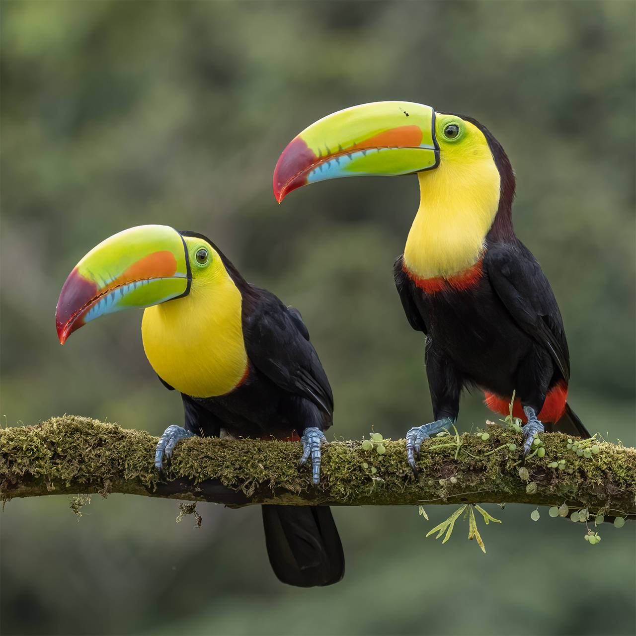 Keel-billed Toucans by Peter Cavanagh