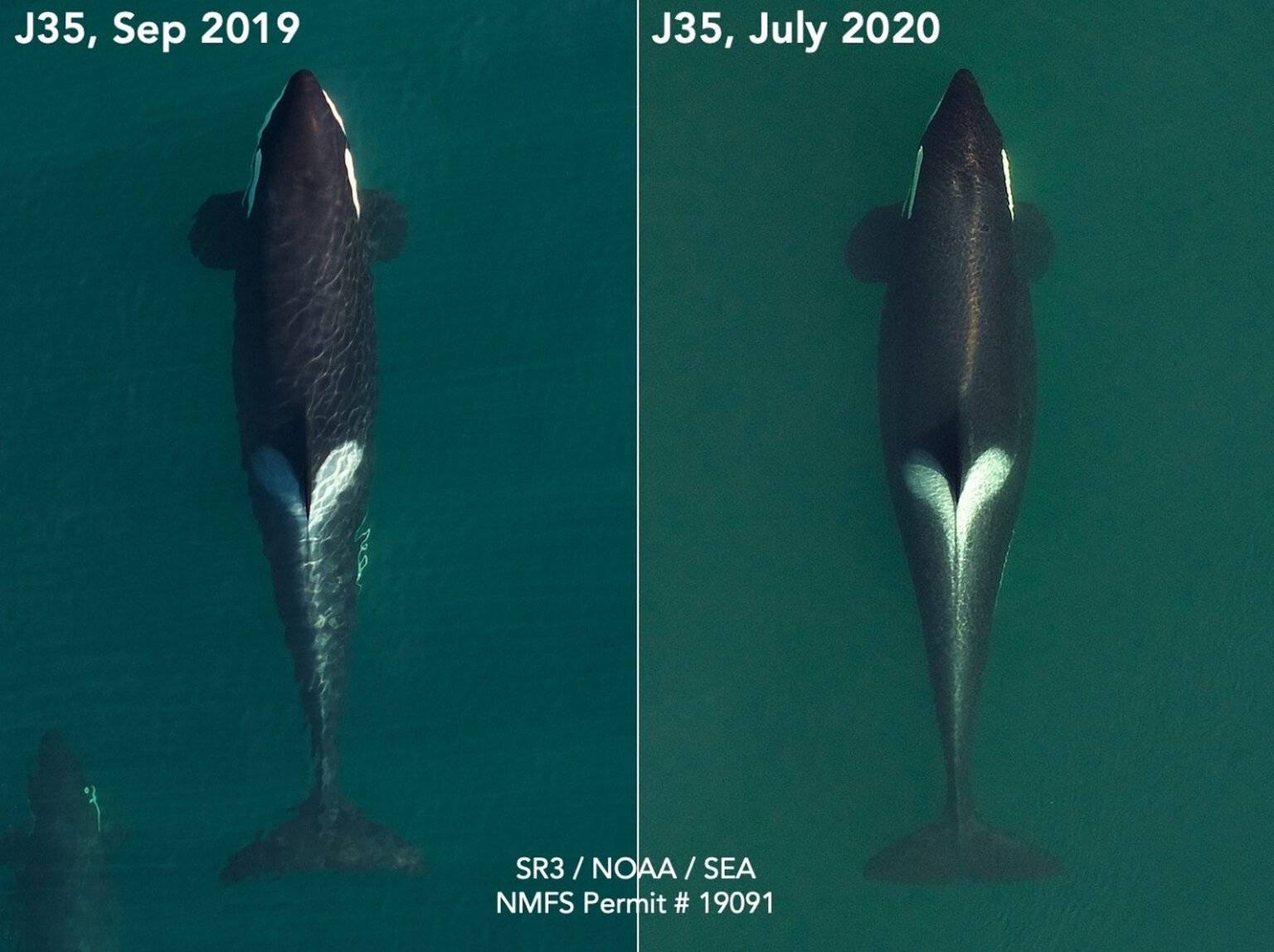 Contributed photo                                Tahlequah, J35, is seen in two aerial photos from SR³. The wideness of her mid-section is evidence of her pregnancy, according to researchers. (SR³ SeaLife Response, Rehab and Research and NOAA Southwest Fisheries Science Center in 2019 and SR³ and Southall Environmental Associates in 2020; NMFS research permit 19091)