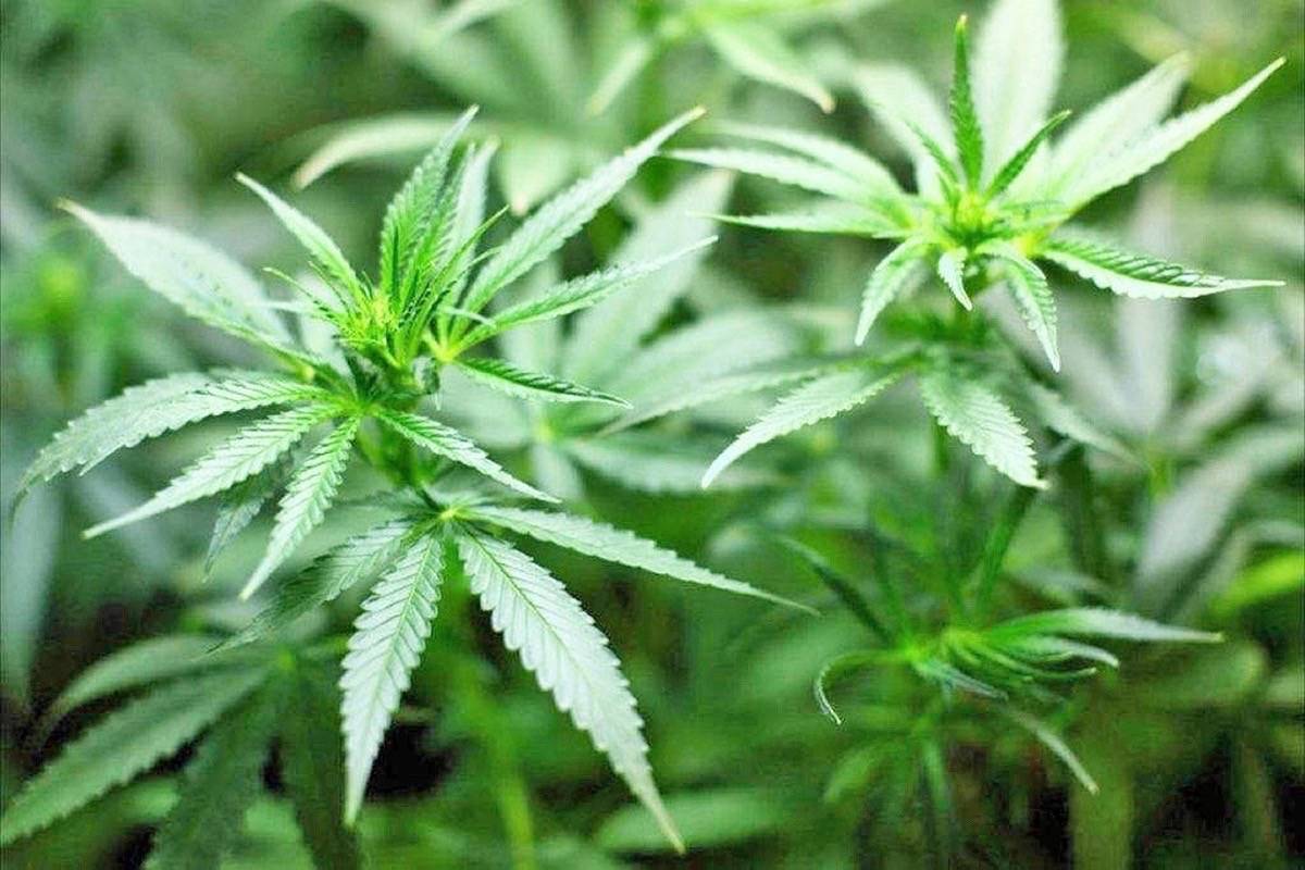 San Juan County adopts changes to marijuana ordinance