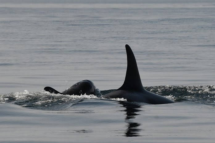 J35, new mom, with J57 (Dave Ellifrit / Contributed photo Center for Whale Research. Permit #21238.)