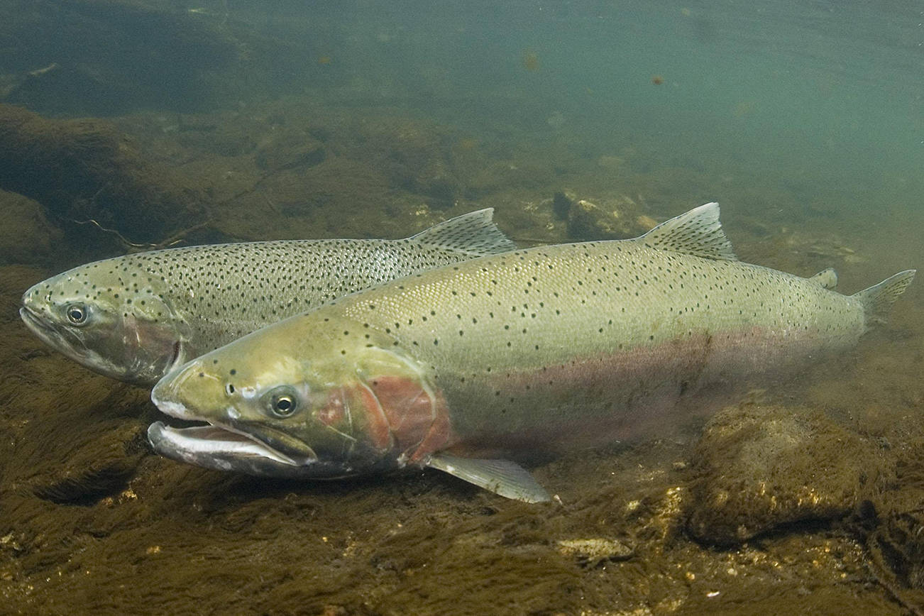 Steelhead. (NOAA Fisheries photo)