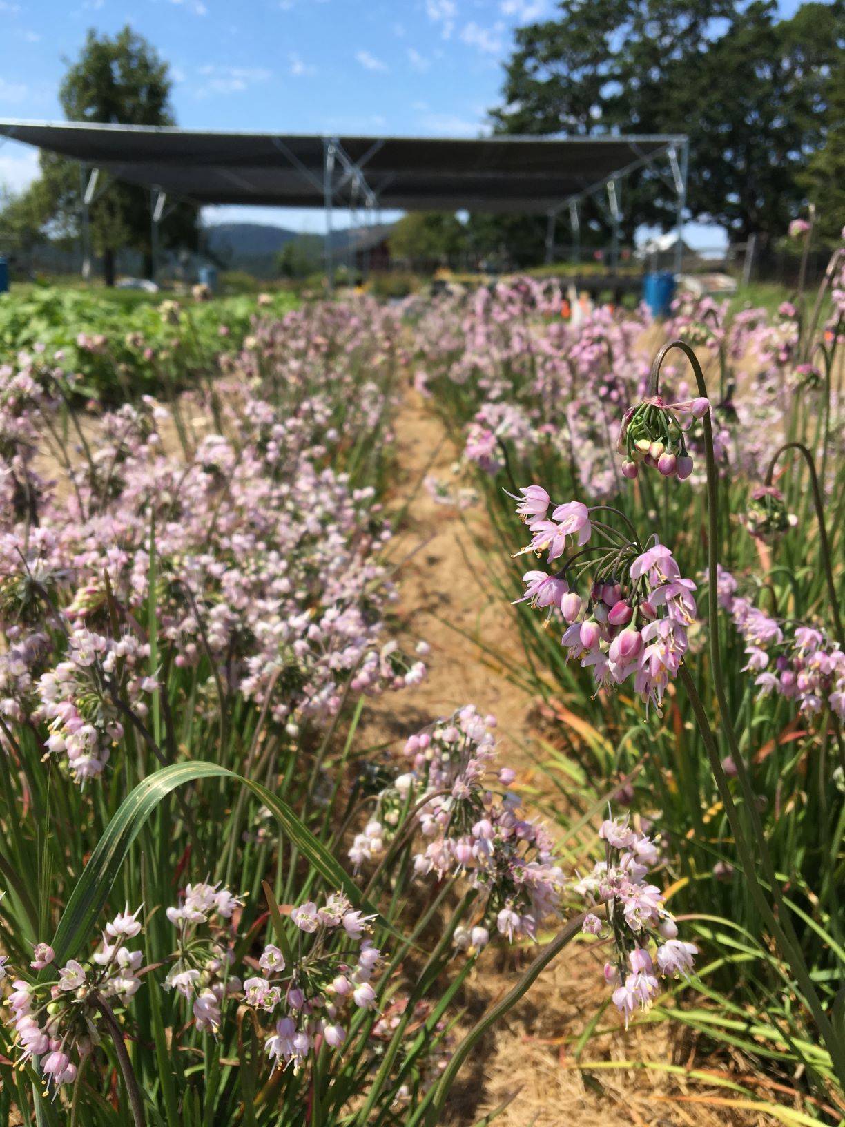 The Salish Seeds Project Fall Native Wildflower Sale