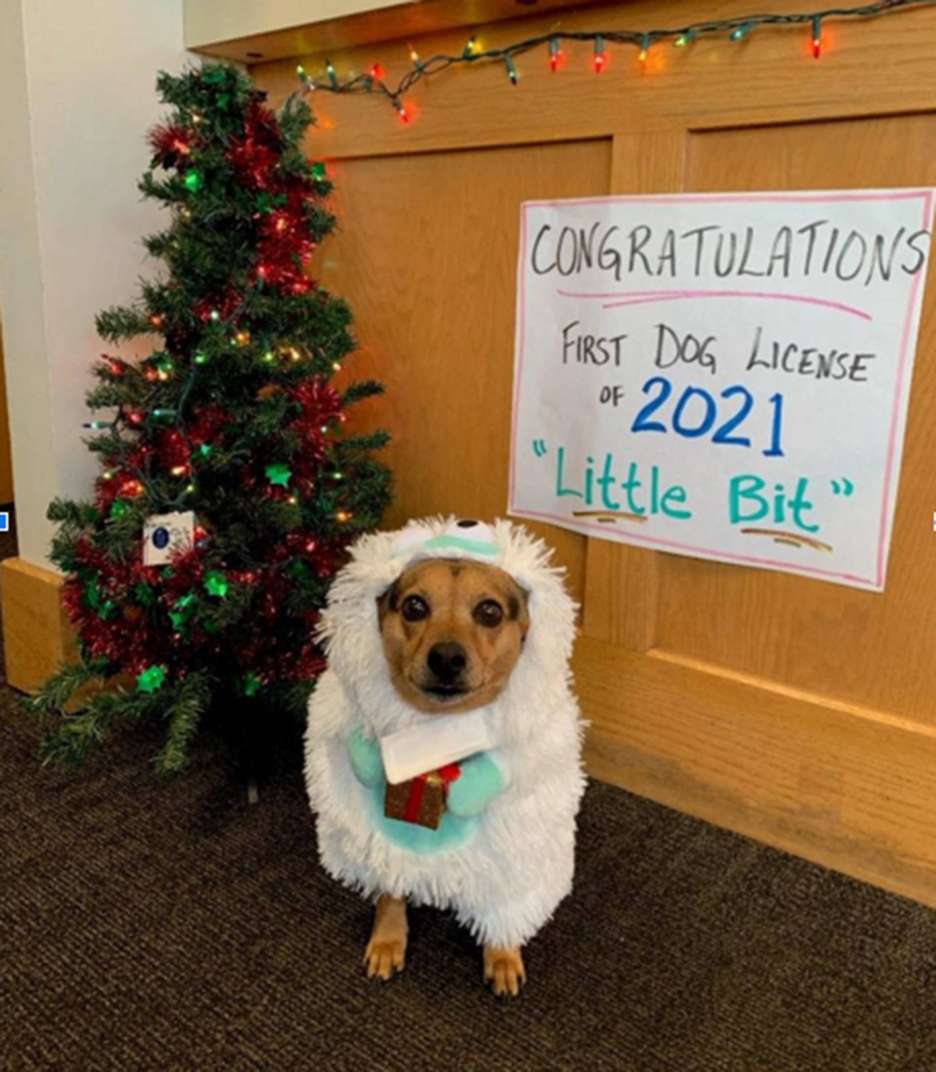 San Juan County/Contributed photo
2021 Celebrity Canine Little Bit, receiving the first tag dressed as a snow monster.