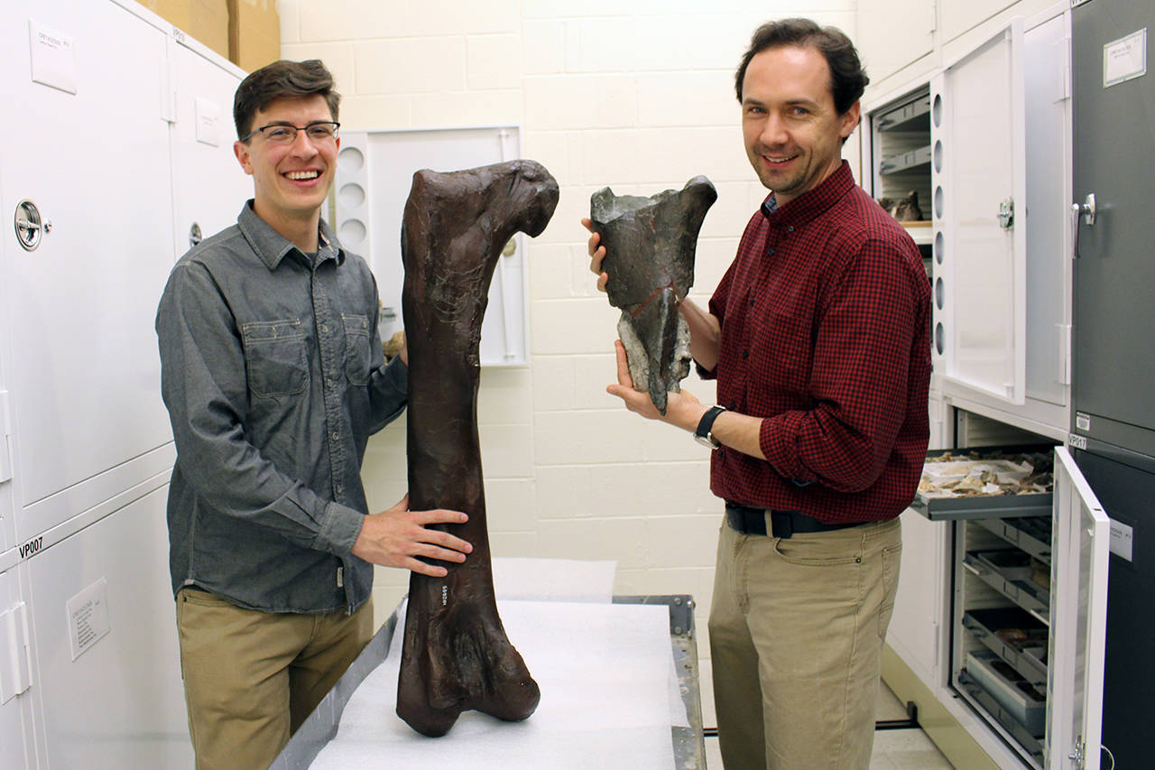 Dr. Christian Sidor, Burke Museum curator of vertebrate paleontology, and Brandon Peecook, University of Washington graduate student, show the size and placement of the fossil fragment compared to the cast of a Daspletosaurus femur in this photo from 2015. (The Burke Museum)