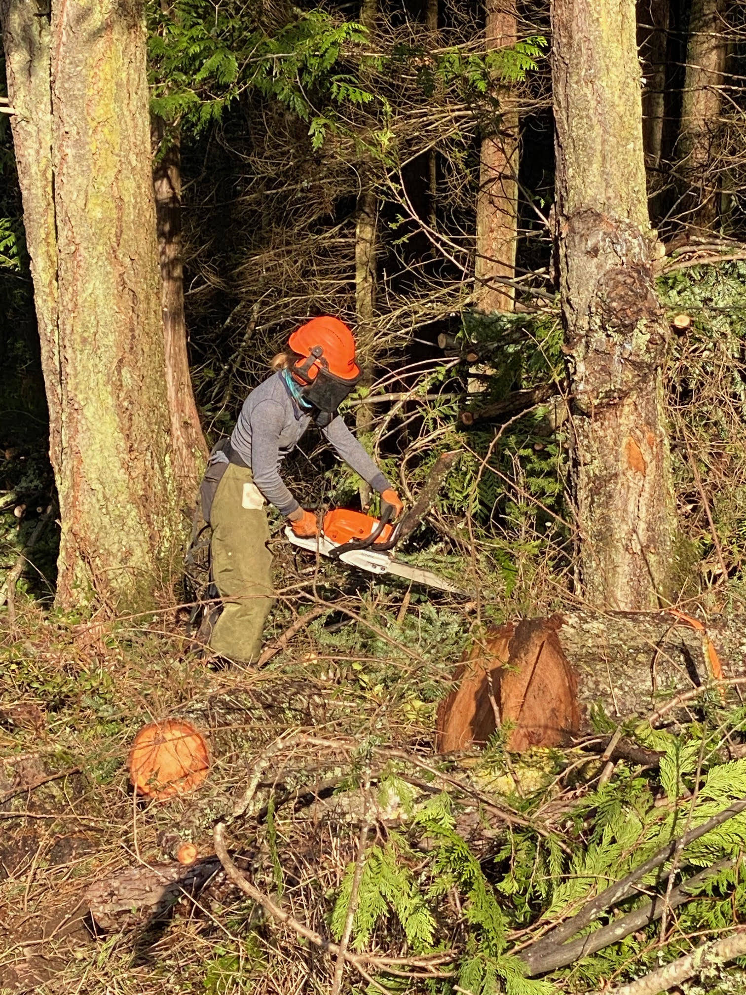 A worker uses a chainsaw to cut woody debris into smaller pieces. (Contributed photo)