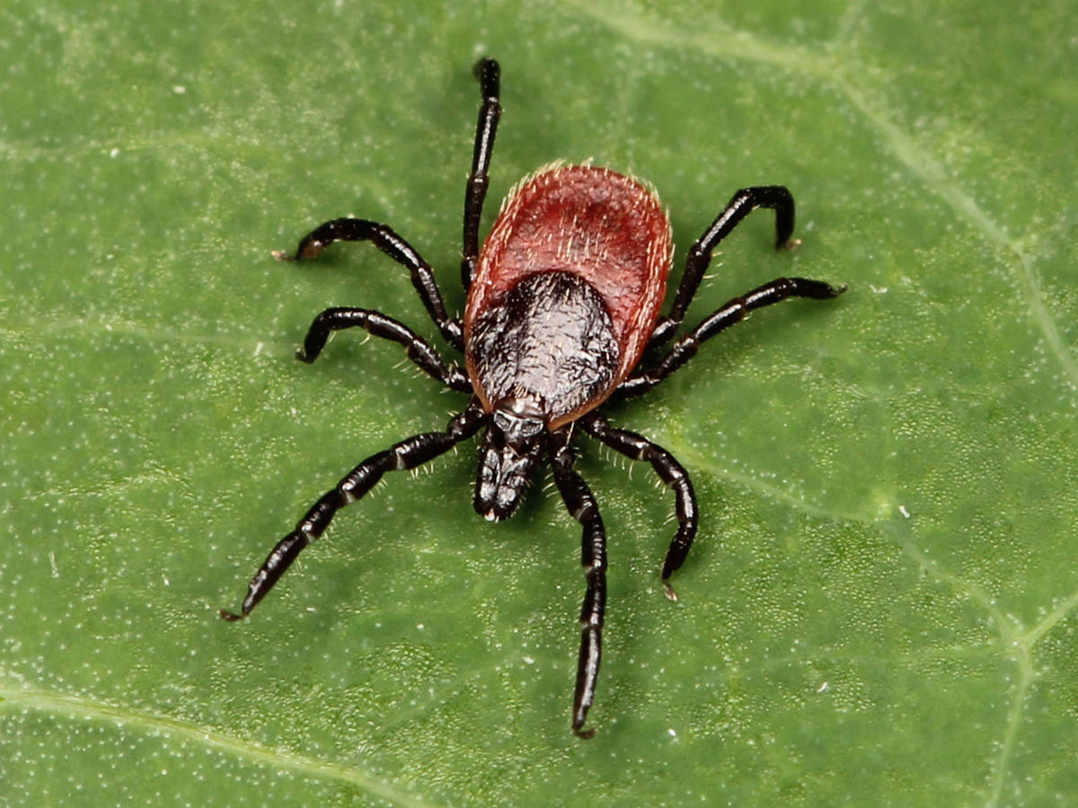 Ixodes pacificus. (Contributed photo)