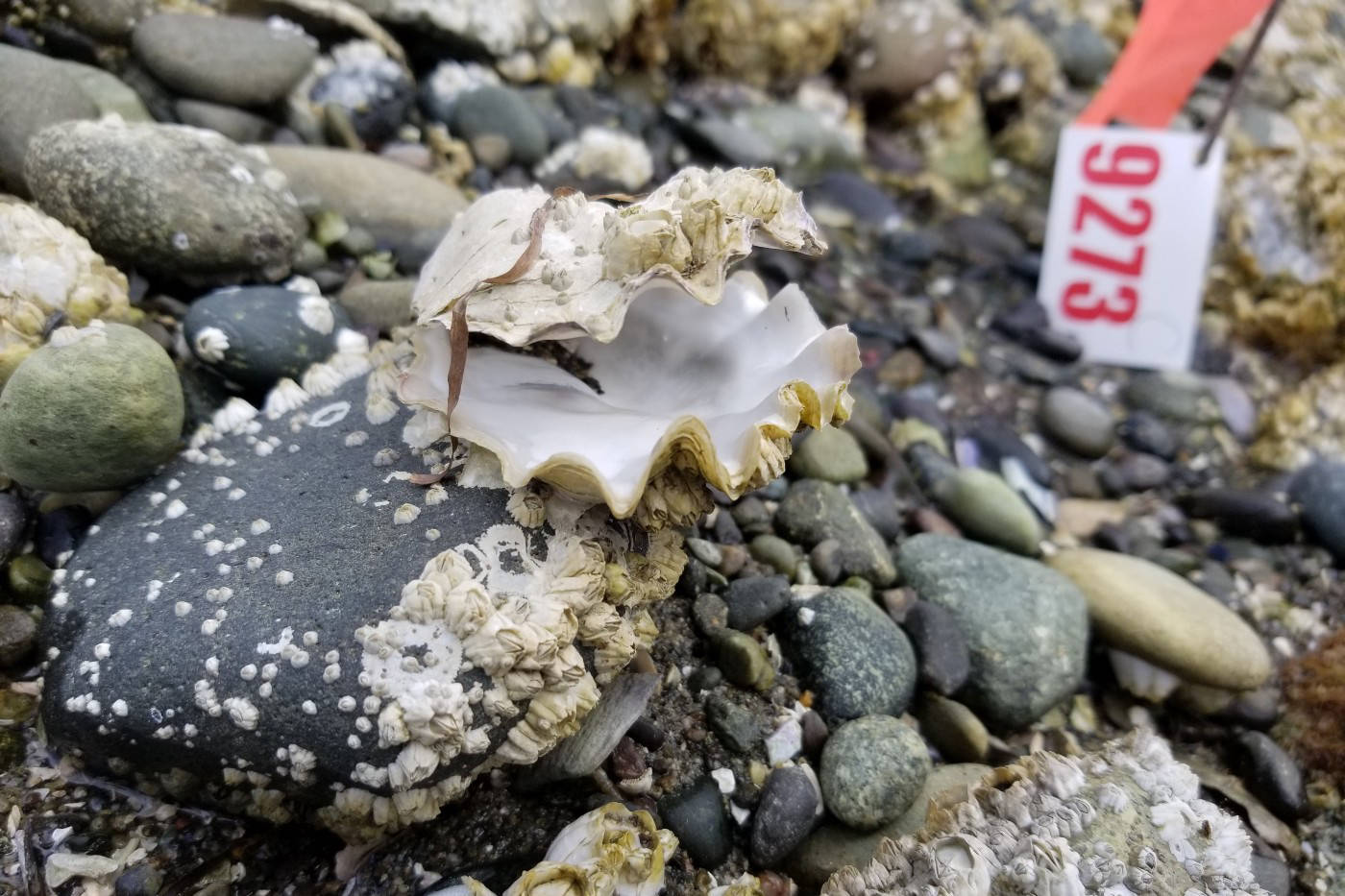 An example of oyster mortality. (Doug Rogers, WDFW/Contributed photo)