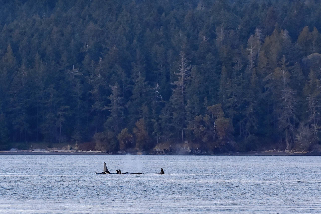 J-Pod in San Juan Channel on their last visit to the Salish Sea on April 10. (Orca Behavior Institute photo)
