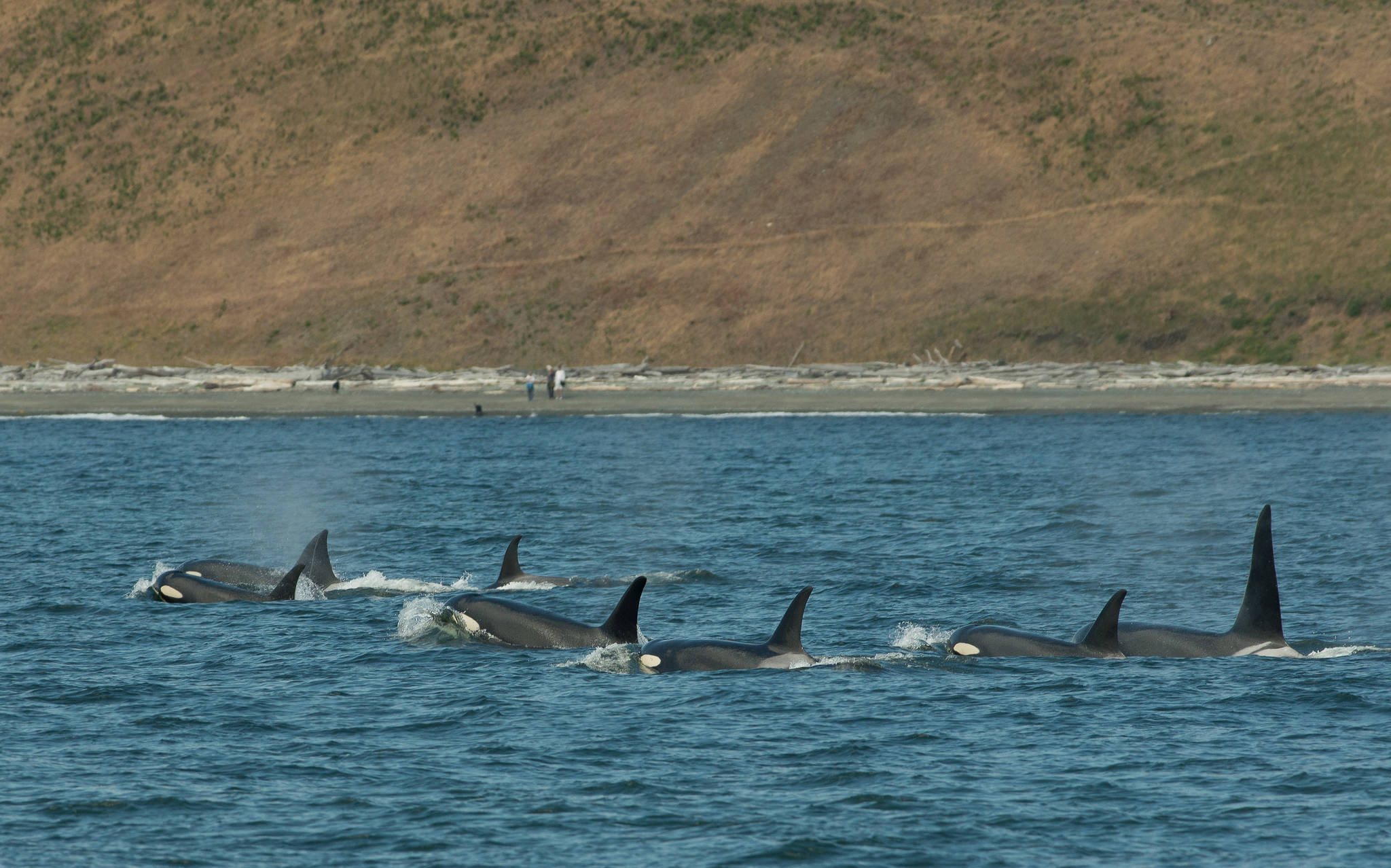 Photo by Katie Jones/J pod