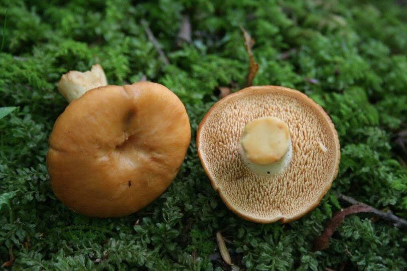 Courtesy photo//Orion Lekos.
Hedgehog mushrooms.