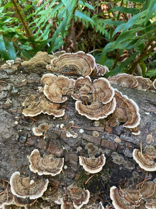 Sienna Boucher//staff photo
Turkey tail mushrooms.