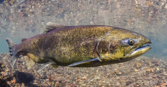 A Chinook salmon pictured in Oregon’s McKenzie River. This adult fish is shorter in length than its predecessors were.