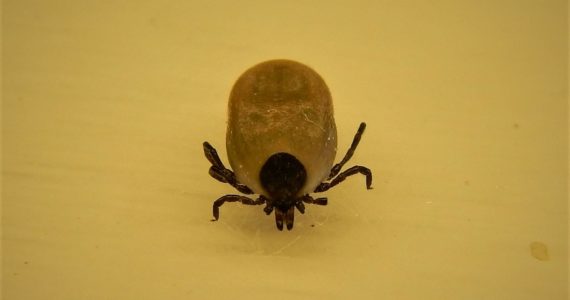 Contributed photo
A tick from an Orcas Island pet.