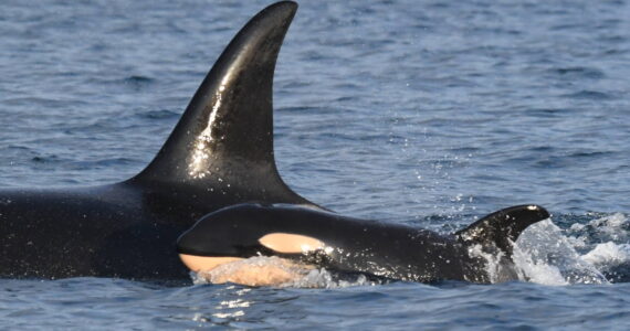 The Center for Whale Research/Contributed photo
Mother J37 with baby J59.