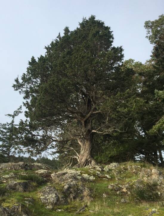 San Juan Islands Conservation District/contributed photo
Seaside Juniper.