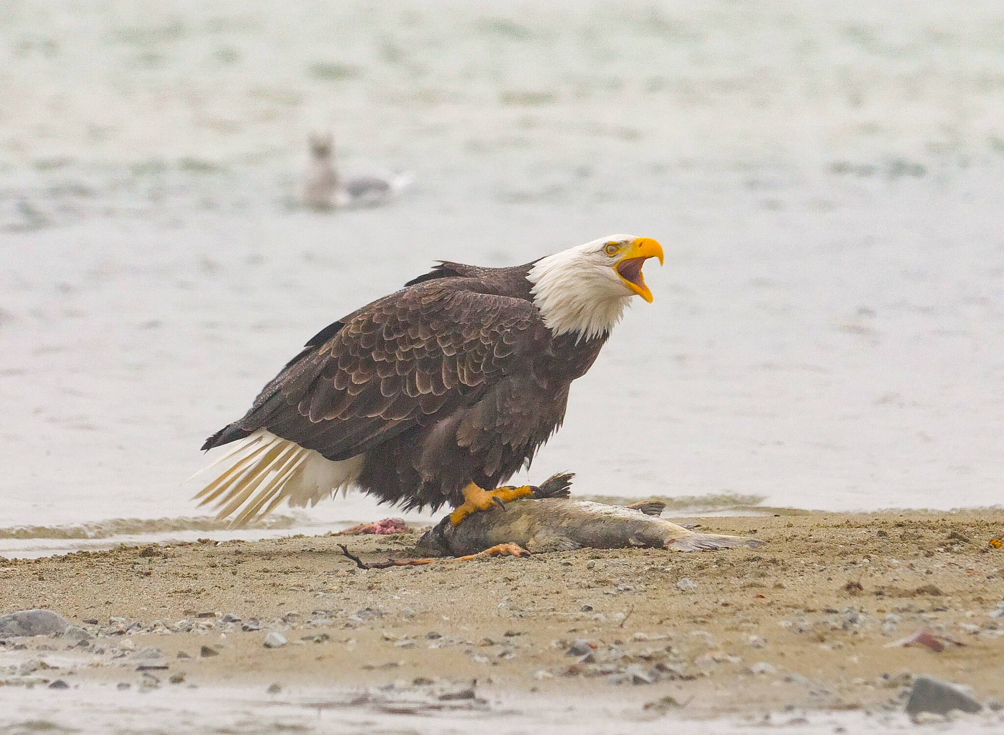 Contributed photo
Eagle on Salmon, Harrison River.