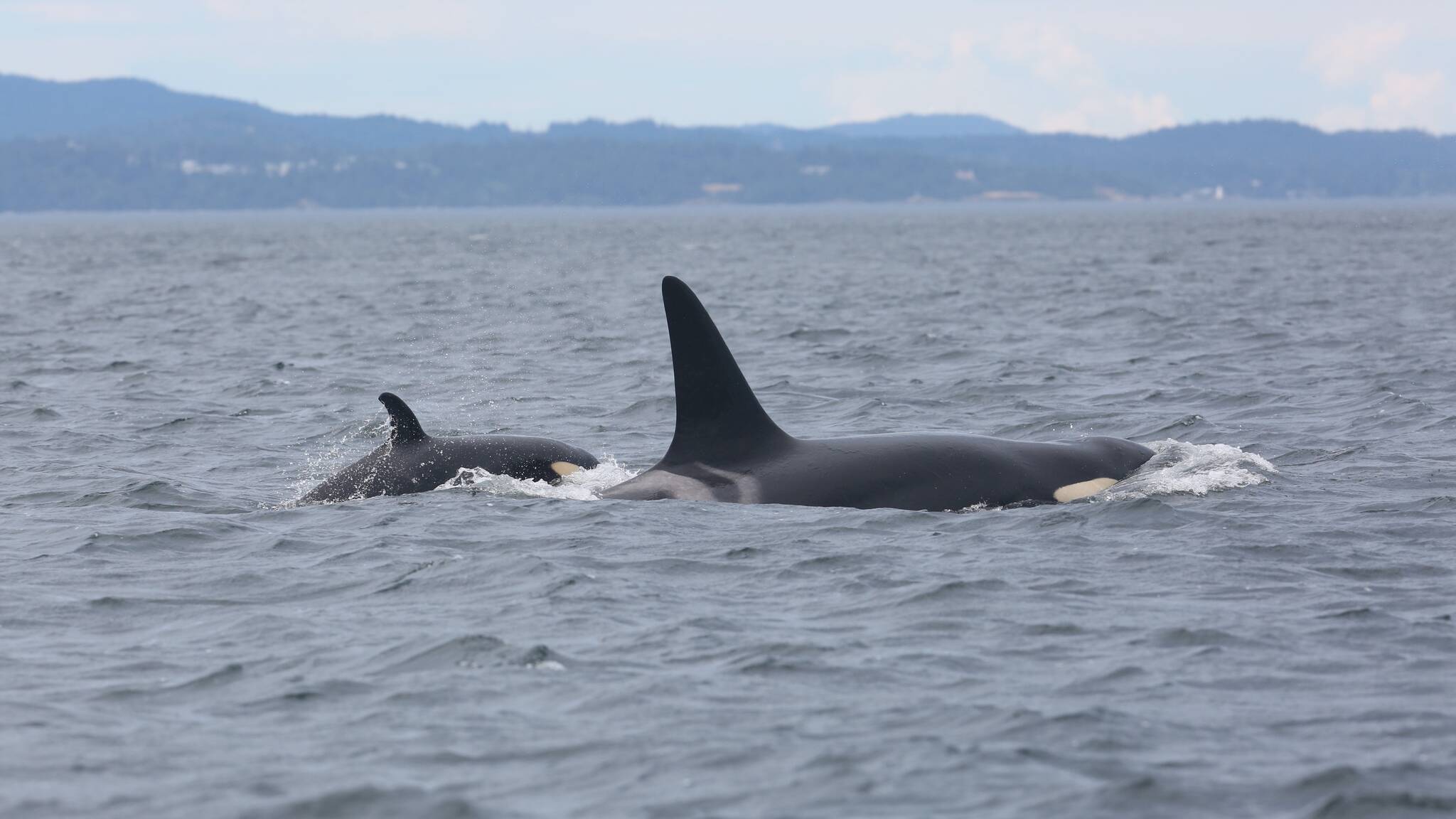 Contributed photo by the Center for Whale Research 
K20 and K45
