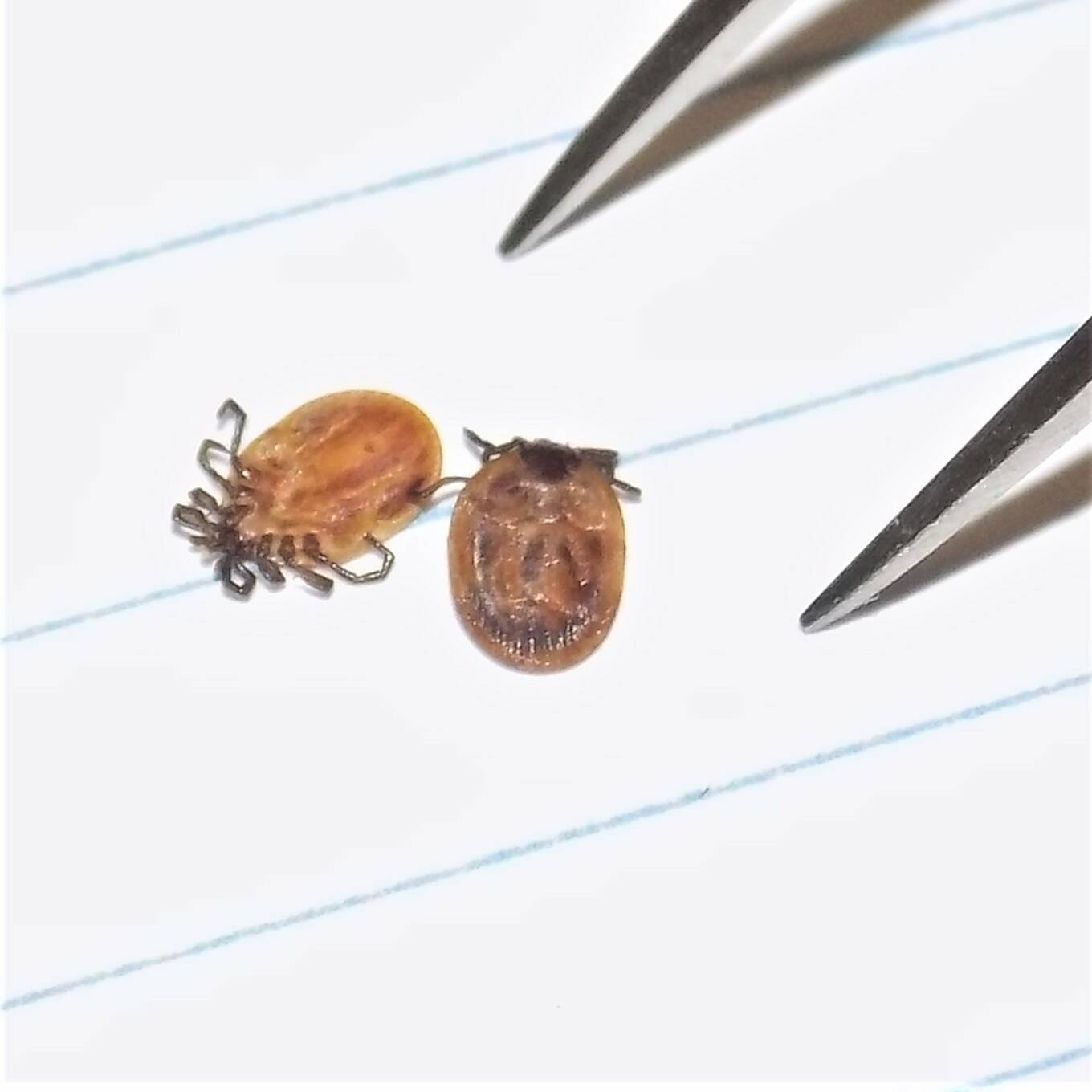 Contributed phoo by Kwiaht
Island black legged ticks