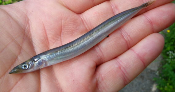 Russel Barsh/Contributed photo
Pacific Sand Lance.