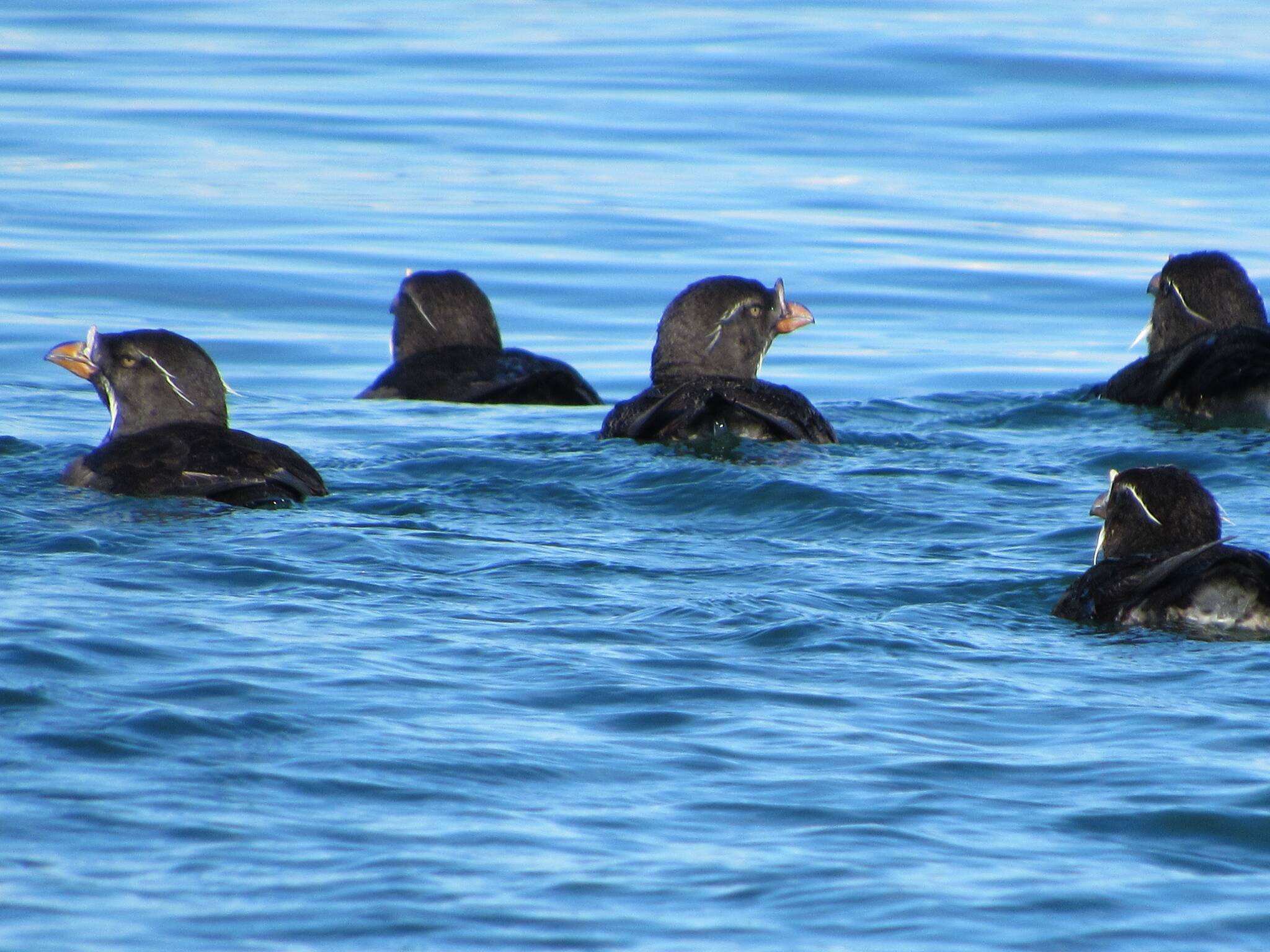 Russel Barsh/Contributed photo
Rhinoceros Auklets, one of many local marine species that rely heavily on sand lances as prey.