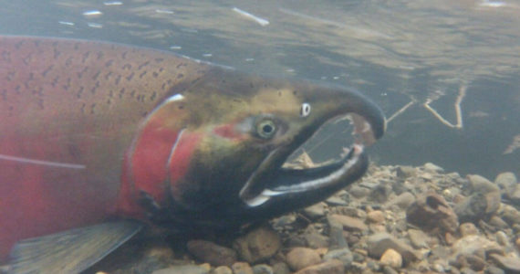 Salmon spawning Tye River, Washington. (NOAA Fisheries West Coast)