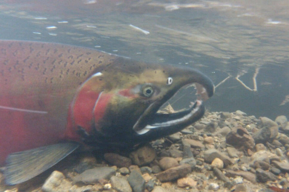 Salmon spawning Tye River, Washington. (NOAA Fisheries West Coast)