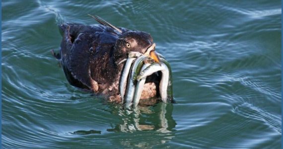 Contributed photo by Andrew Reding
This Rhinoceros Auklet will fill its mouth with as many sand lance as it can to bring back to its nest. From birds to salmon, to killer whales, and humans, we all depend on small forage fish like these and the habitat that sustains them—culturally, economically, and intrinsically! And they depend on us as stewards of this special place.