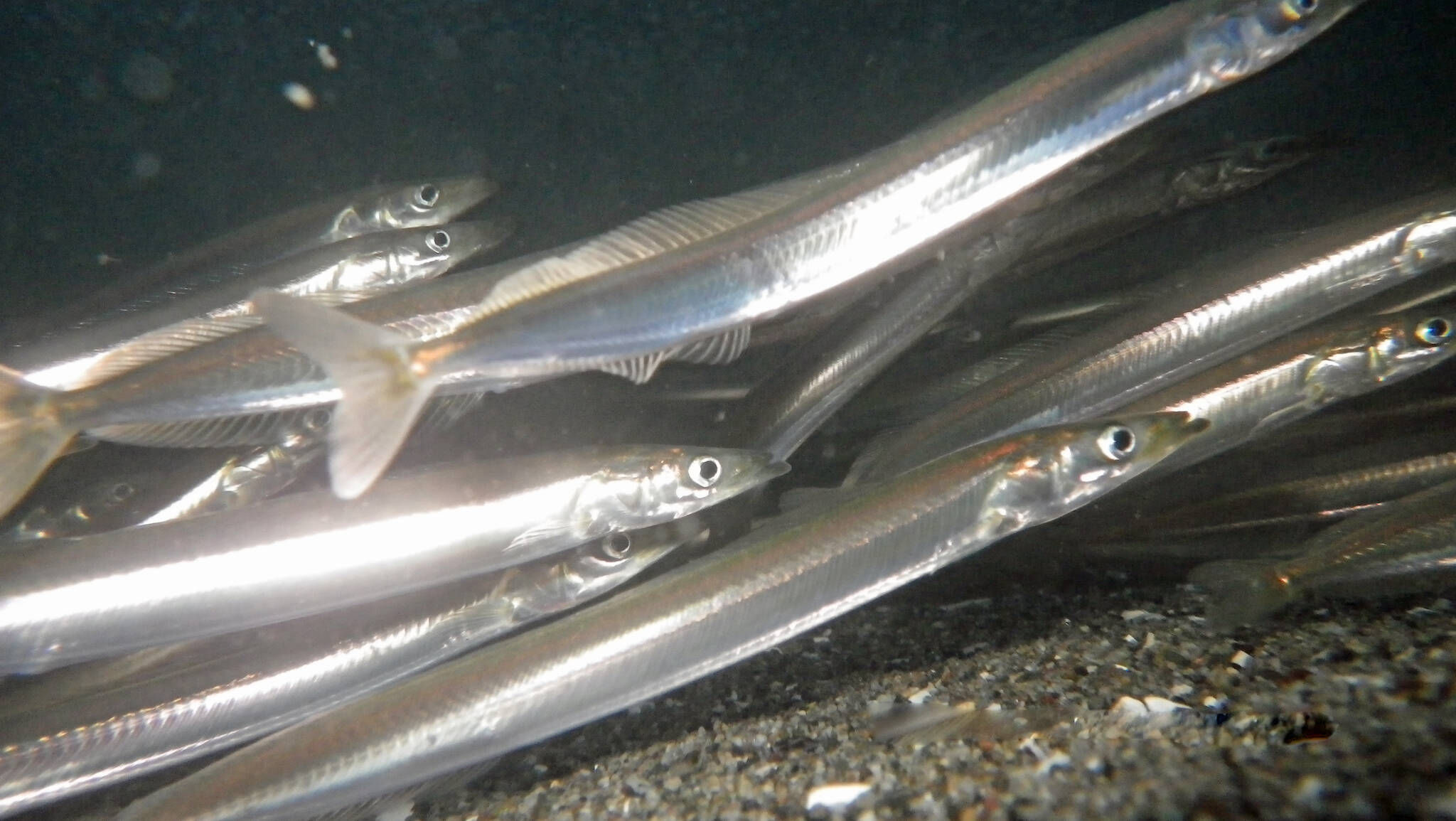 Contributed photo by 5th Life Productions
A school of Pacific sand lance swimming underwater. Forage fish like these utilize beaches to lay their eggs—the same shoreline areas that we humans also concentrate our activities on, making them vulnerable to shoreline alterations such as armoring or bulkheads, docks, roads, and the removal of vegetation.