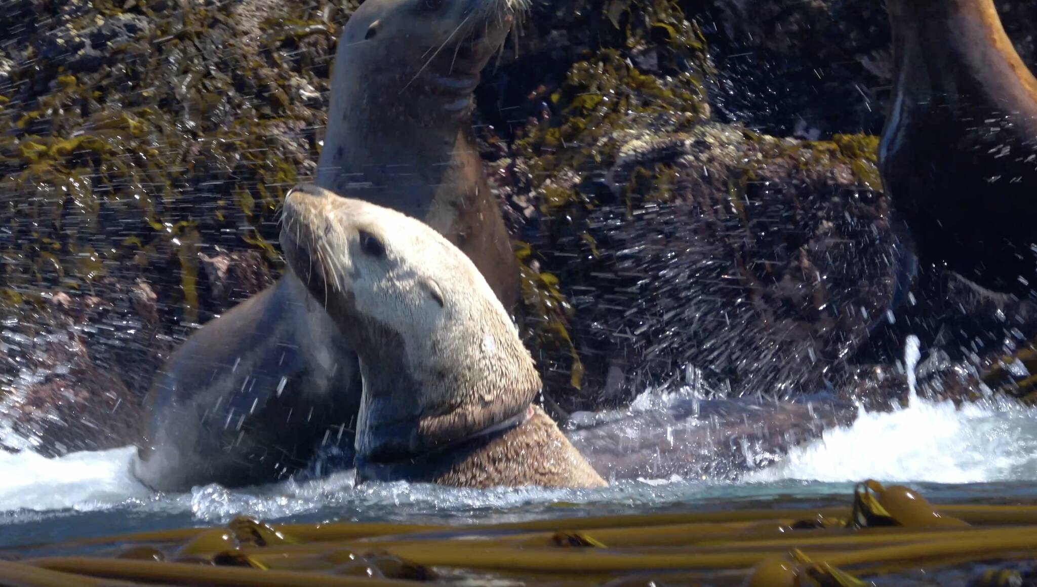 Contributed photo by the SeaDoc Society
Stellar sea lion entangled in plastic strap.