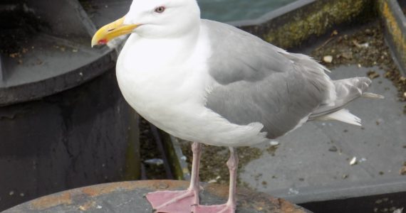 A Glaucous-winged Gull resting on a ferry wing wall.