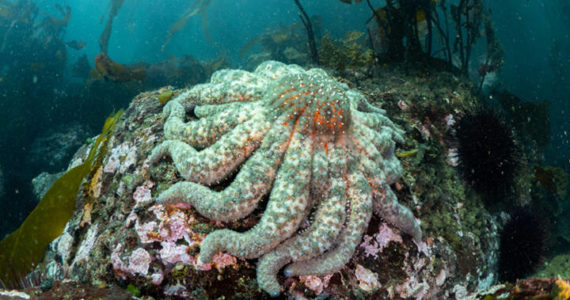 Contributed photo by Time Dencker.
A sunflower star found at Eagle Cove in Aug. 2022. This individual was roughly 50 cm in diameter.