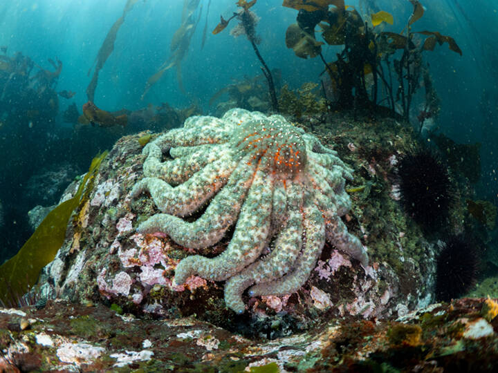 Contributed photo by Time Dencker.
A sunflower star found at Eagle Cove in Aug. 2022. This individual was roughly 50 cm in diameter.