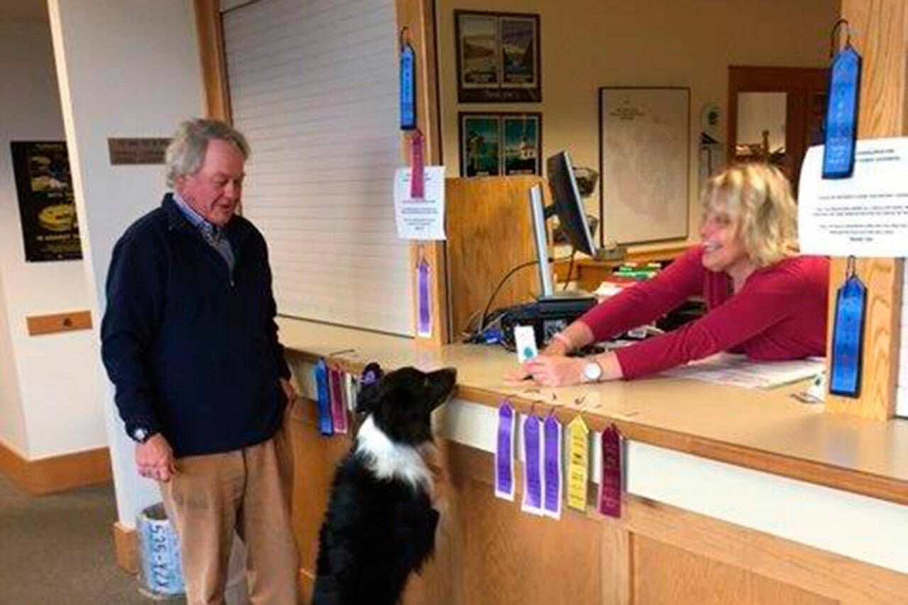 Contributed photo by the San Juan County Auditor's Office. 
Canaan, a five-year-old Border Collie, received the town's first 2017 dog license at the San Juan County Auditor’s Office.