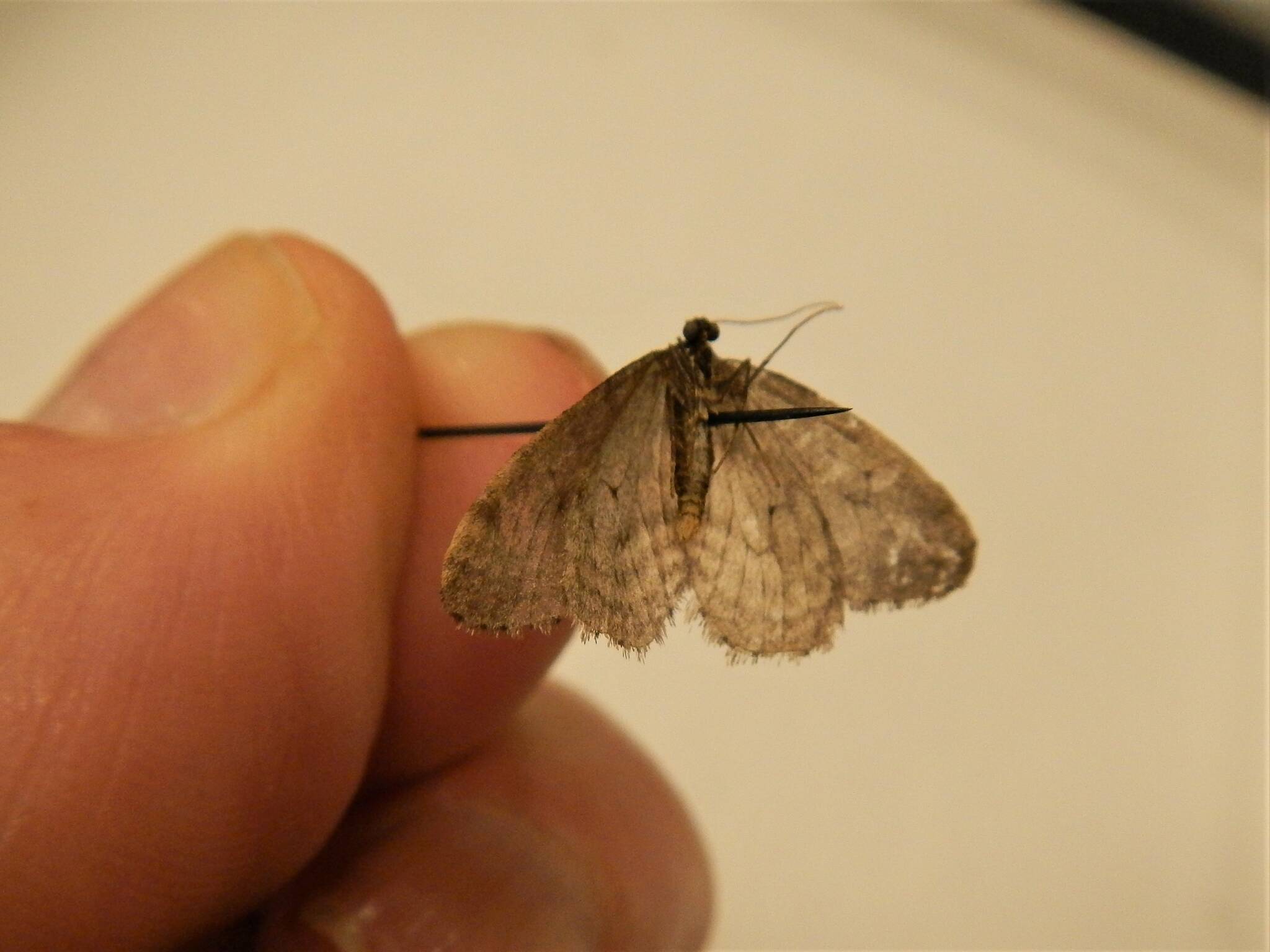 Contributed photo by Russel Barsh
Are bats eating moths through the winter?