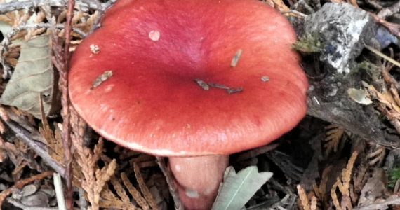 Courtesy Photo
Rosy Russula is one of the widespread and until recently very common mycorrhizal fungi associated with coniferous woodlands in the islands.