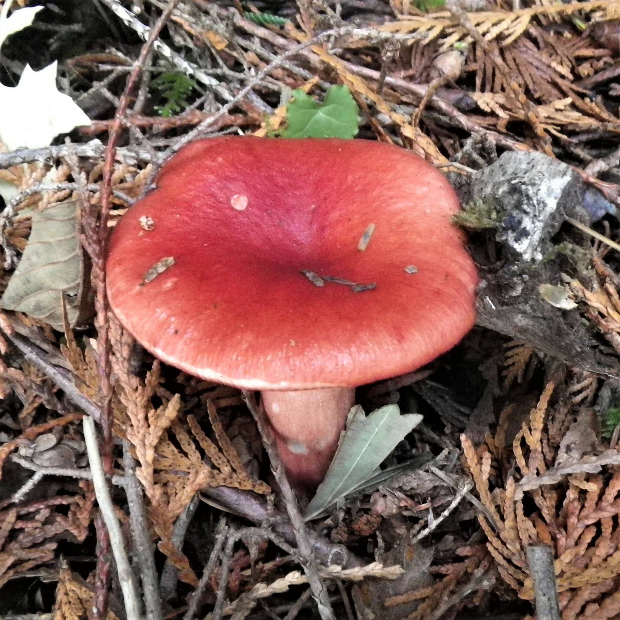 Courtesy Photo
Rosy Russula is one of the widespread and until recently very common mycorrhizal fungi associated with coniferous woodlands in the islands.