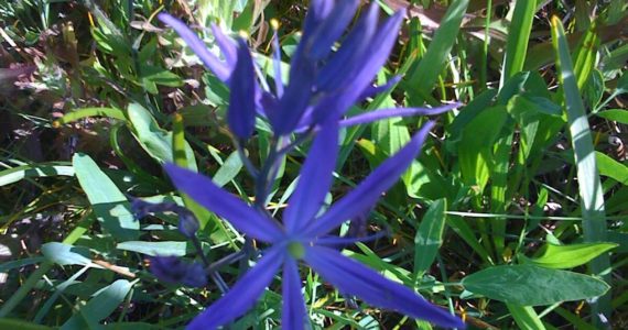 Contributed photo by the Master Gardeners of San Juan County
Common camas (Camassia quamash)