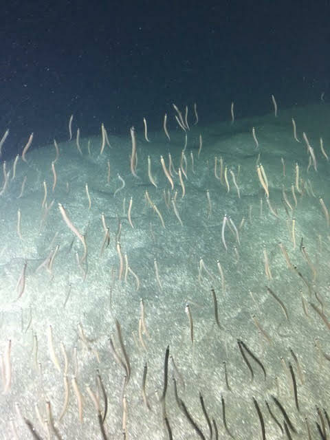 Contributed photo by Gary Greene
Sand Lance dance deep in the Salish Sea.