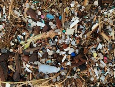 Contributed photo by Friends of the San Juans
After the king tide, a lot of microplastics are brought further up into the beach and deposited into nearshore vegetation. You may have noticed an increase in litter along our beaches—please help pick up this litter when you get the chance!