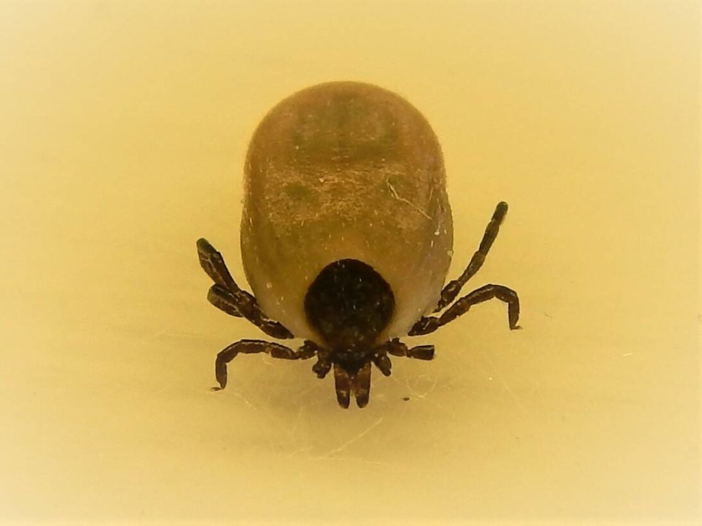 Time to talk about ticks Islands' Weekly