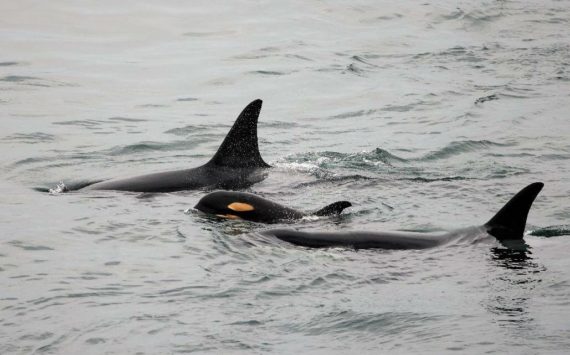 Contributed photo by Jill Hein
J59 seen swimming between J40 Suttles and J37 Hy’Shqa in June 2022.