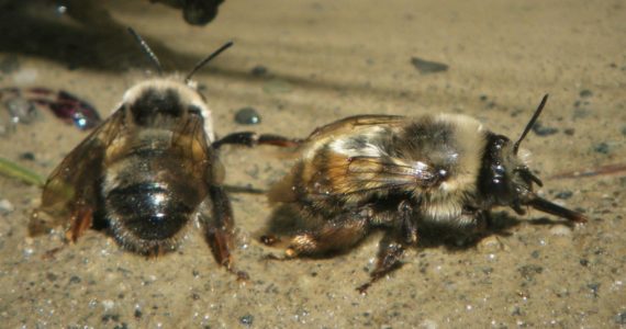 Contributed photo by Russel Barsh
Digger Bees on the seashore