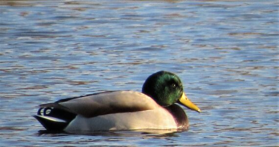 Contributed photo by Russel Barsh
A healthy male Mallard in the Salish Sea.