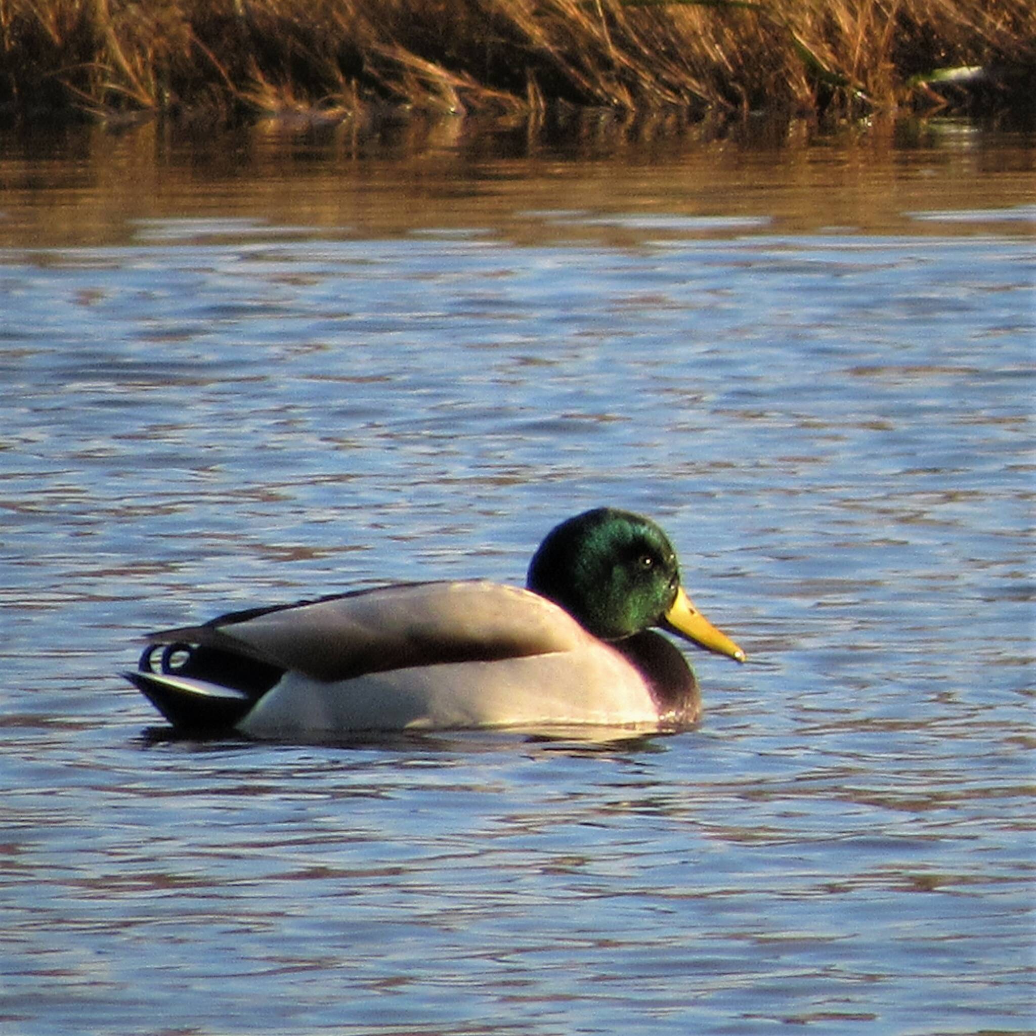 Contributed photo by Russel Barsh
A healthy male Mallard in the Salish Sea.